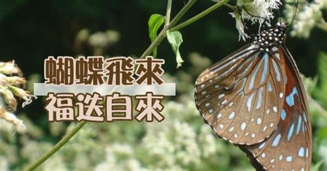 台北龍脈 咖啡色蝴蝶飛進家裡